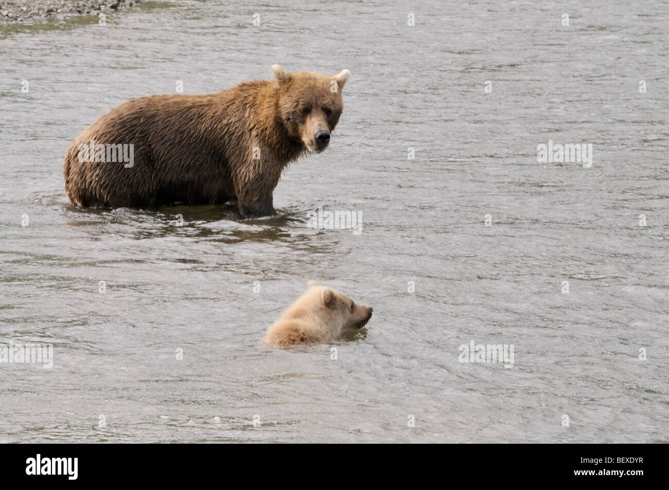 Stock photo of an Alaskan brown bear cub learning to swim, Lake Clark ...