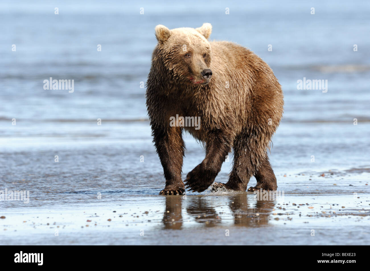 Stock photo of an Alaskan brown bear standing in the ocean at low tide ...