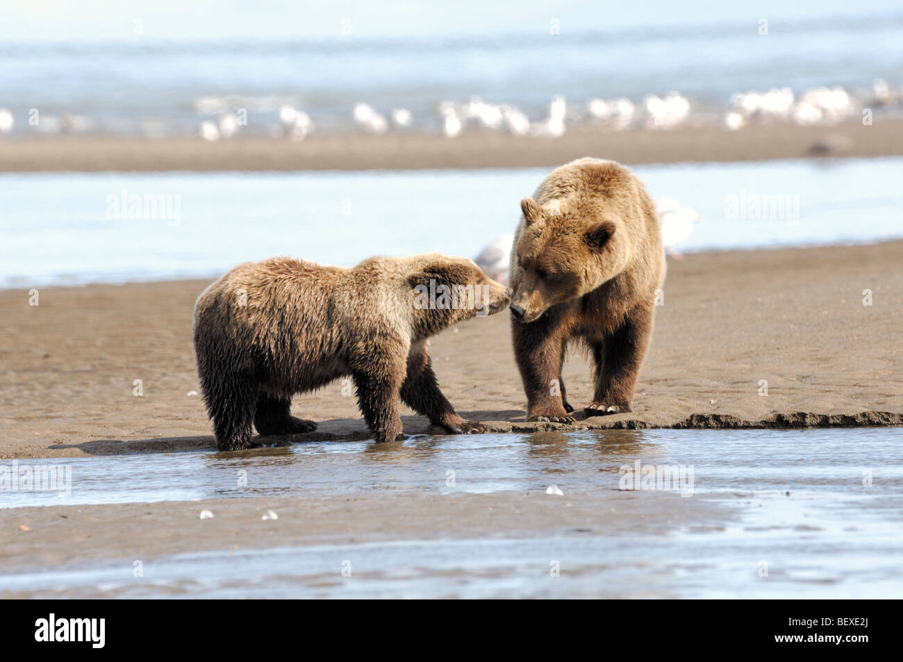 Stock photo of a yearling bear cub approaching his mother at a river inlet from the ocean, Lake Clark National Park, Alaska. Stock Photo
