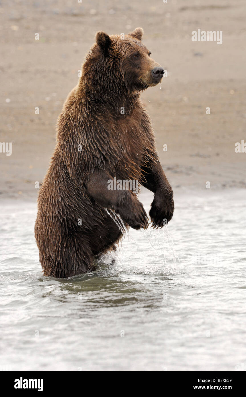 Stock photo of an Alaskan brown bear fishing for salmon by standing in the creek, Lake Clark National Park, Alaska. Stock Photo