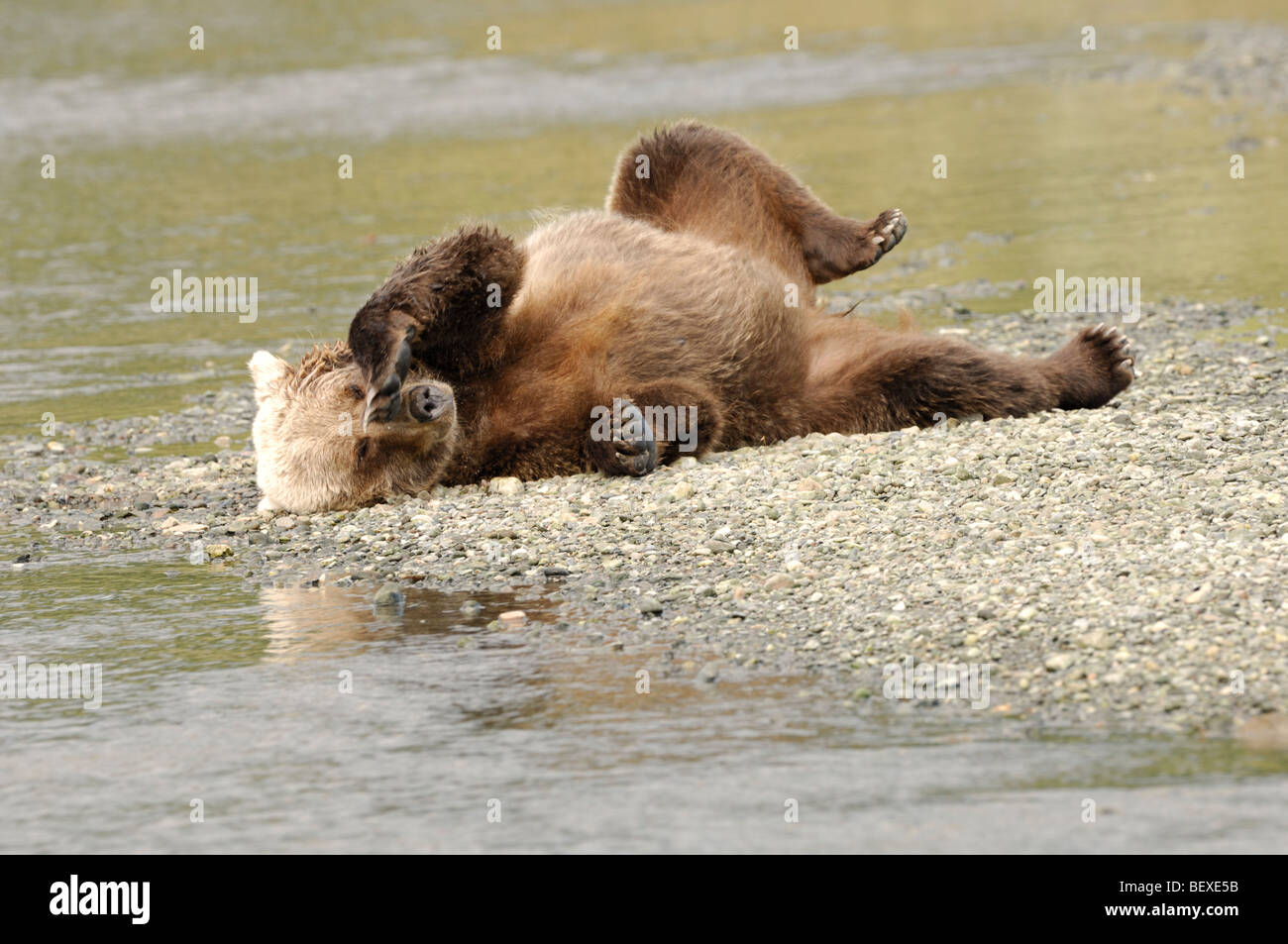 Stock photo of an Alaskan brown bear relaxing on a gravel bar, Lake