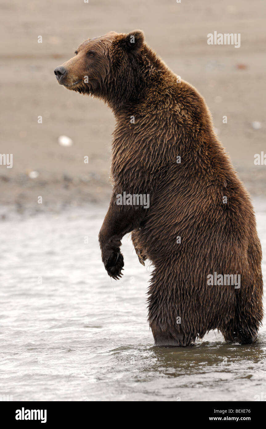 Stock photo of an Alaskan brown bear standing in a creek, fishing for salmon, Lake Clark National Park, Alaska Stock Photo