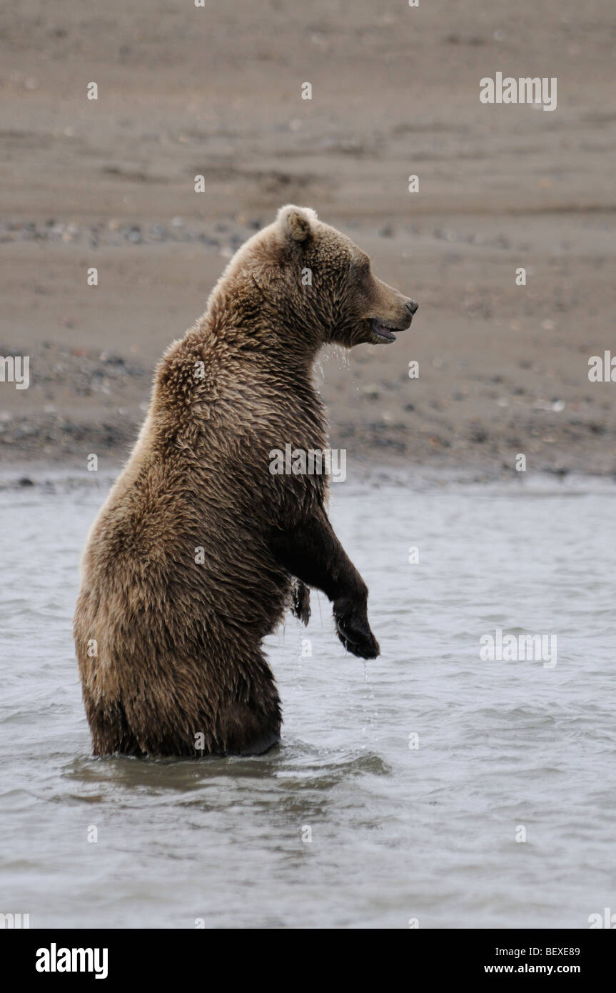 Stock photo of an Alaskan brown bear standing in a creek, fishing for salmon, Lake Clark National Park, Alaska Stock Photo