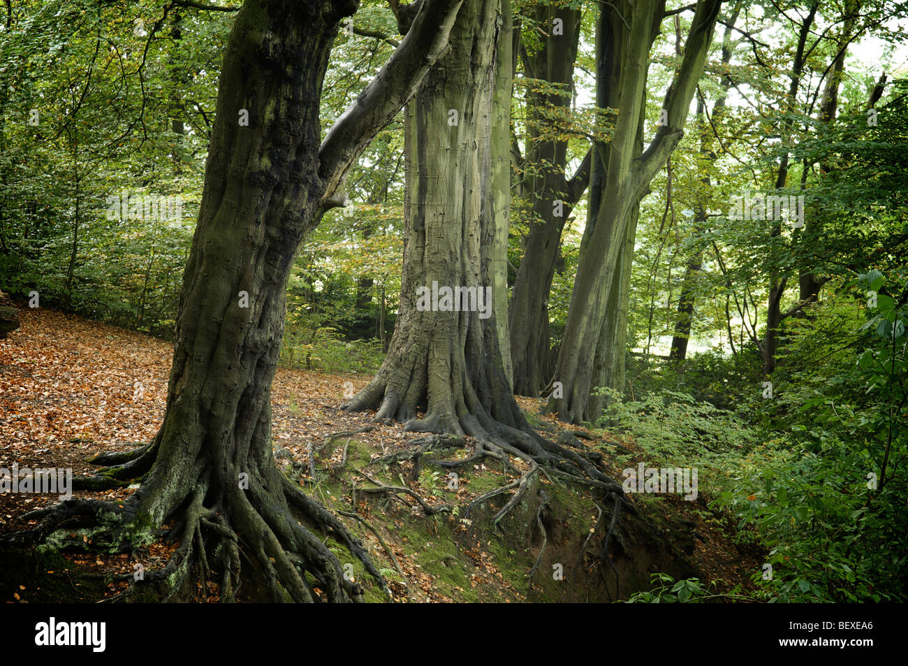 Verdant woodland scene hi-res stock photography and images - Alamy