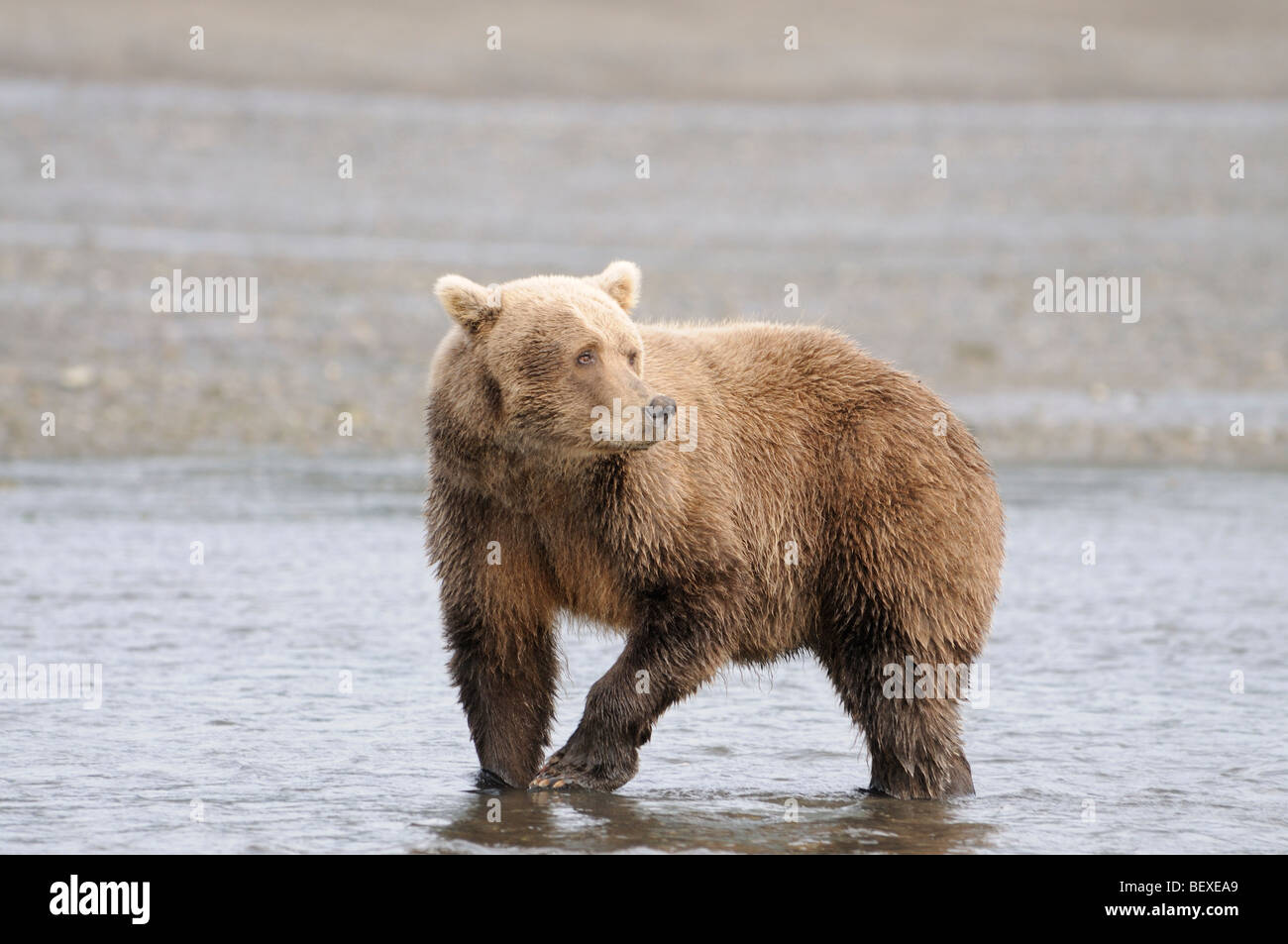 Stock photo of an Alaskan brown bear standing in the ocean at low tide ...