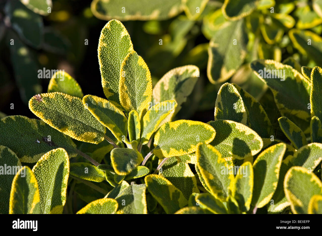 Sage - Aurea, Salvia officinalis, Garden of Innovations at the Montreal Botanical Garden, Jardin Botanique de Montreal, Hochelag Stock Photo