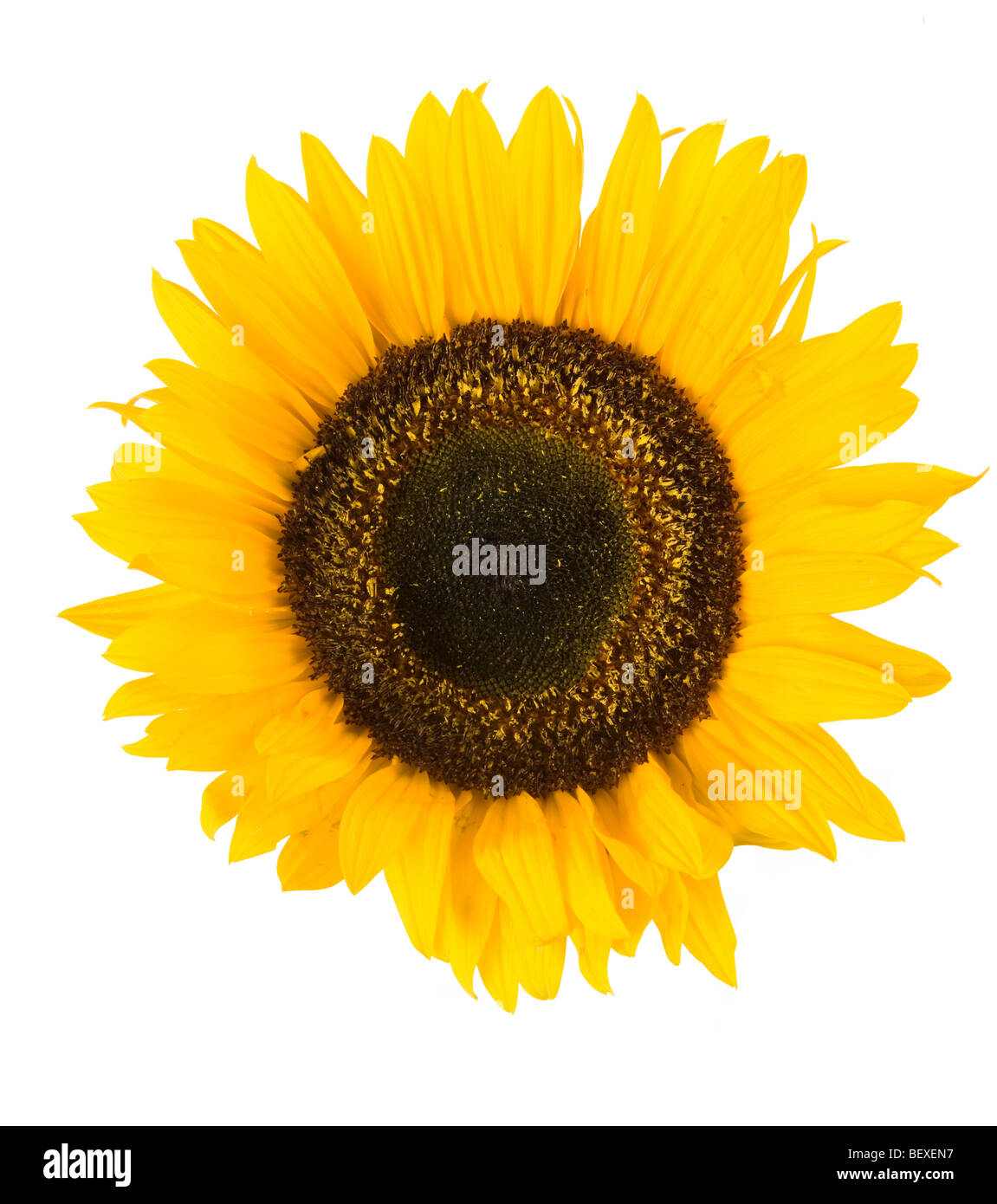 a Sunflower with white background Stock Photo