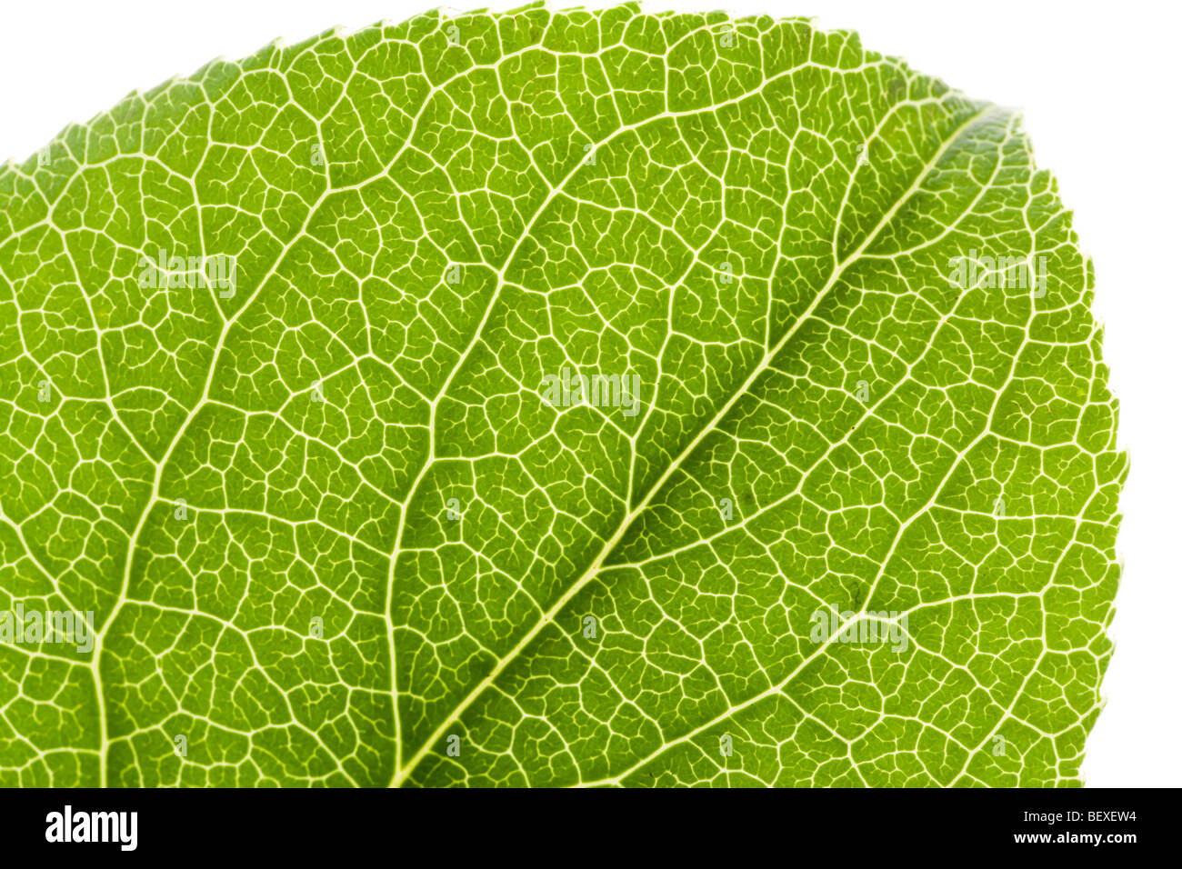 Green Leaf Vein close up shot for background Stock Photo - Alamy