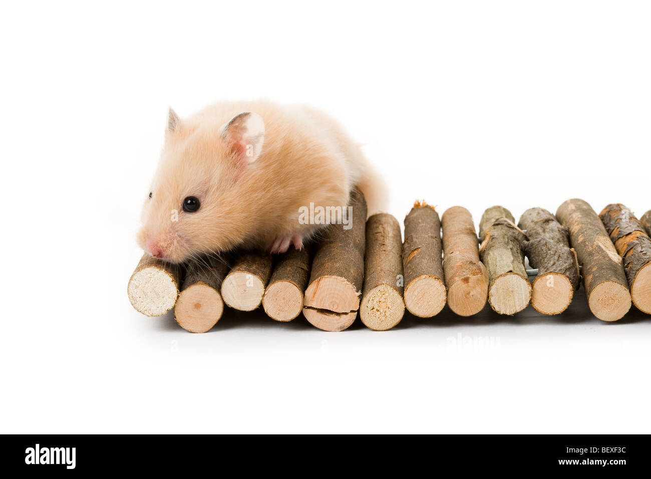 teddy bear hamster white