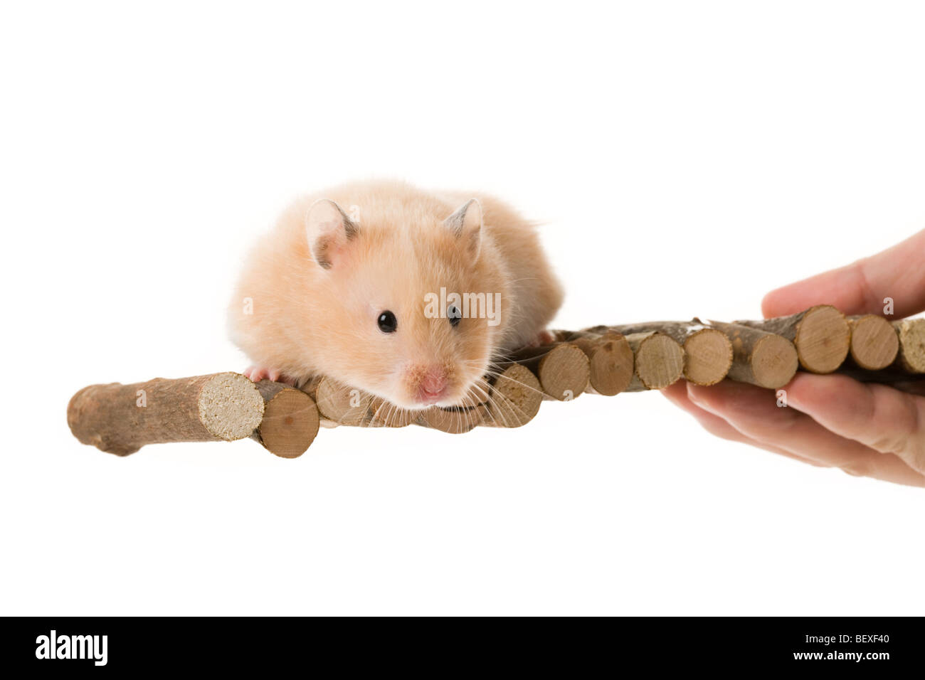 teddy bear hamster white