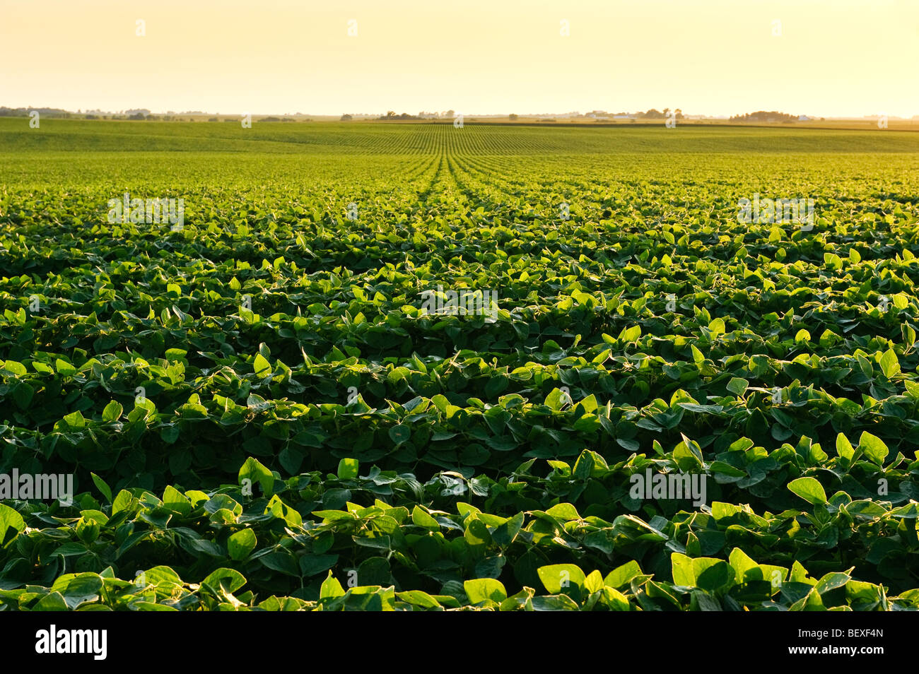 Soybean Field High Resolution Stock Photography and Images Alamy