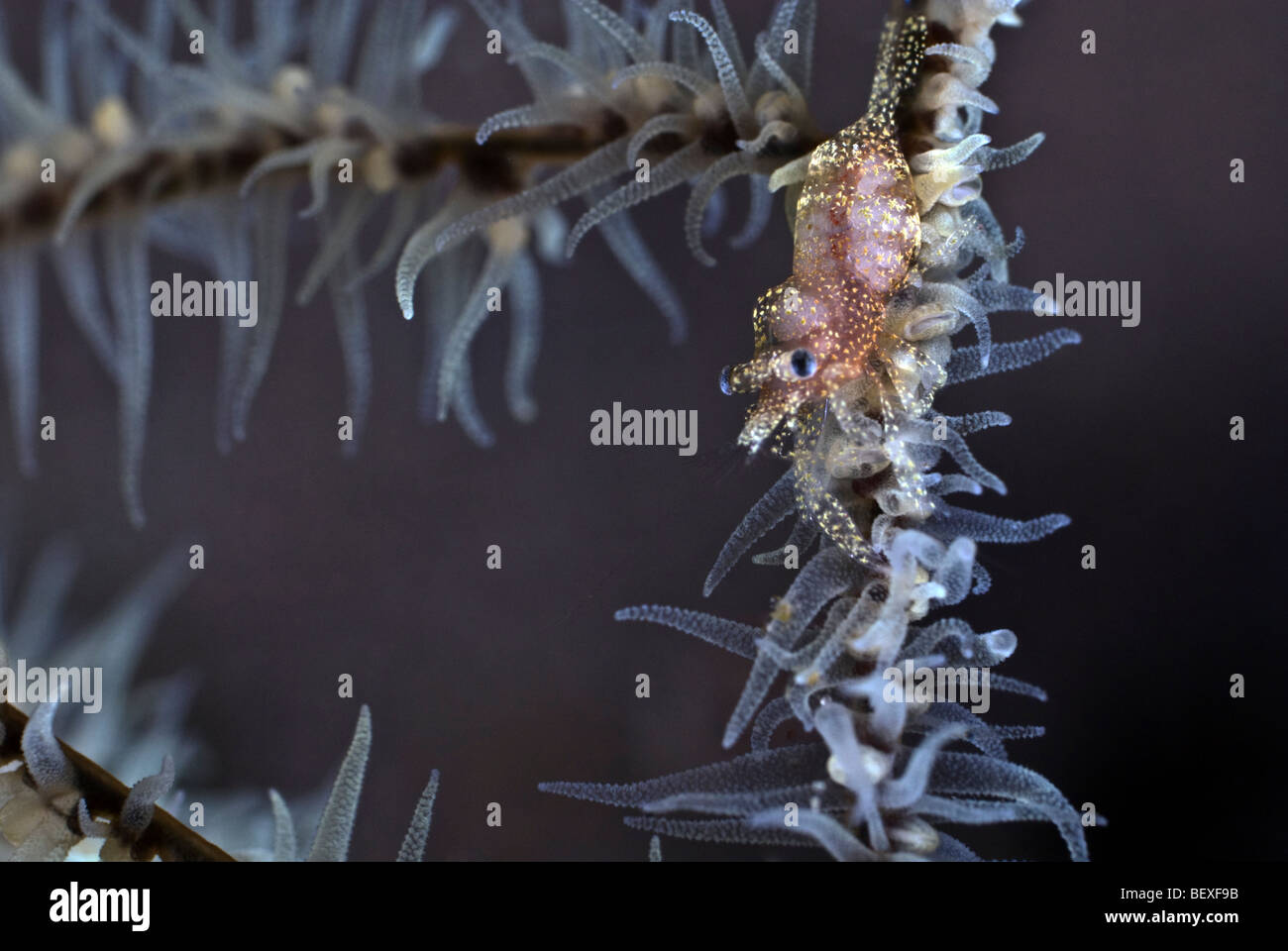 Spotted shrimp in black coral under water. Stock Photo