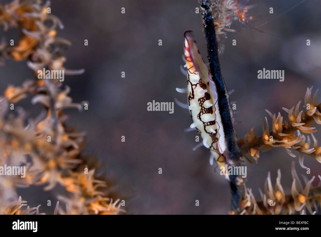Allied Cowrie Shell on a black coral under water. Stock Photo