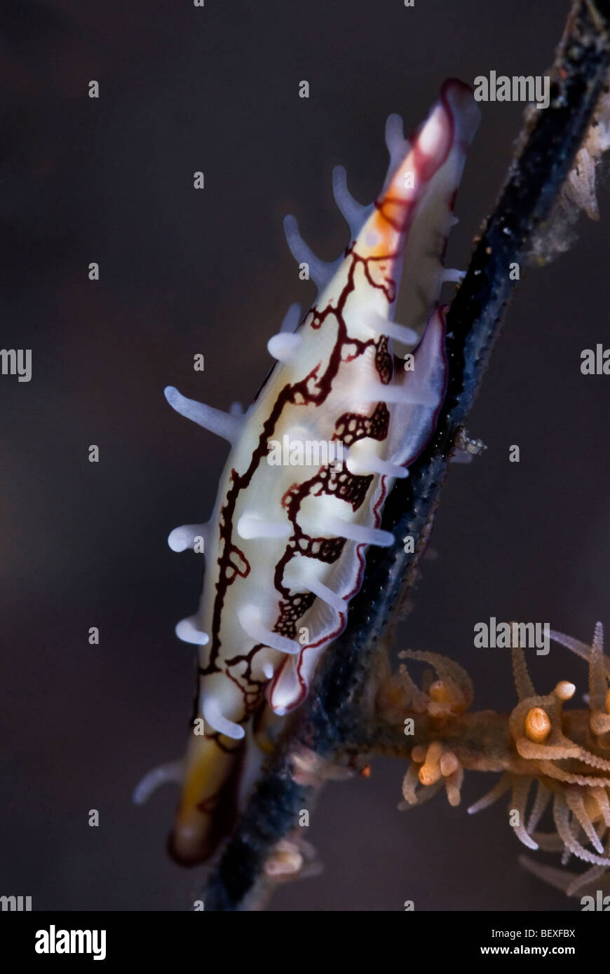 Allied Cowrie Shell on a black coral under water. Stock Photo