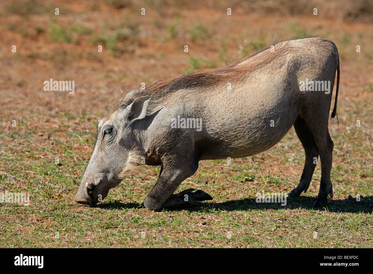 A warthog (Phacochoerus africanus) feeding on grass, South Africa Stock Photo
