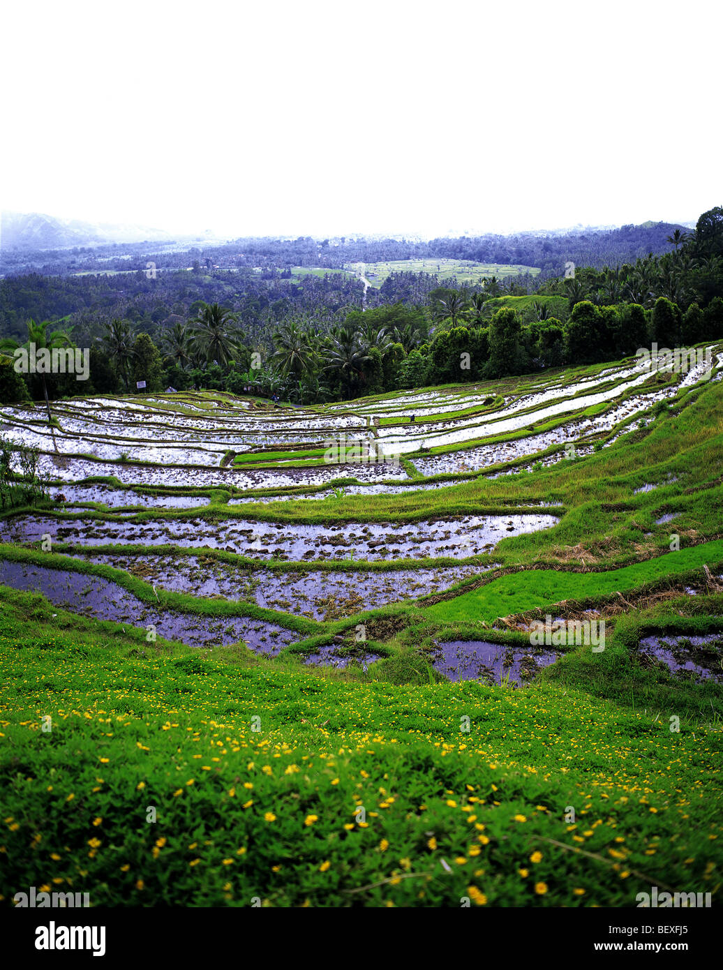 N Scale Rice Field Small scale rice farming hi-res stock photography and images - Alamy