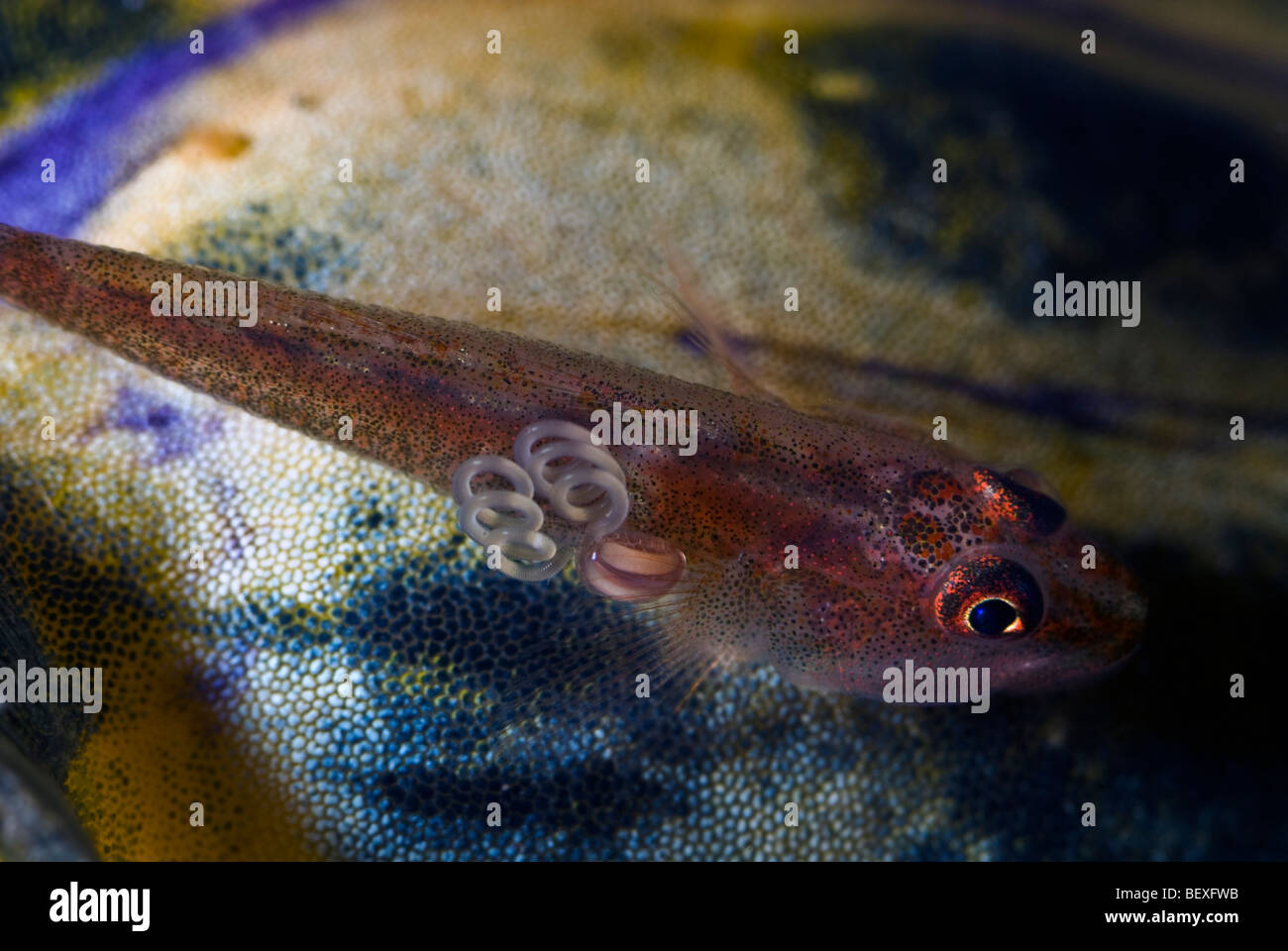 Common ghostgoby with a big parasite on a tunicate under water. Stock Photo