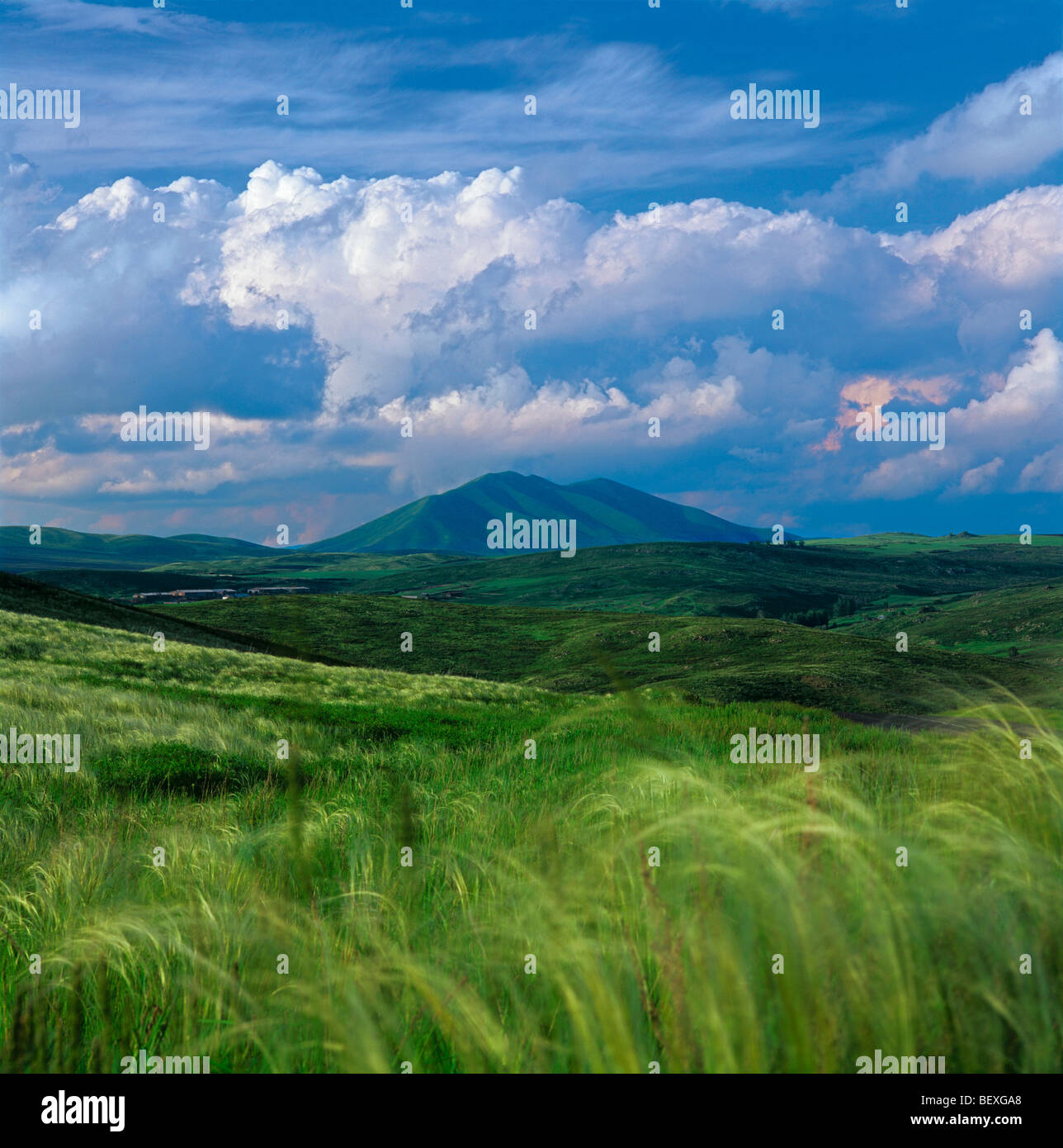 Feather grass in the Altai Mountains. Eastern Kazakhstan Stock Photo