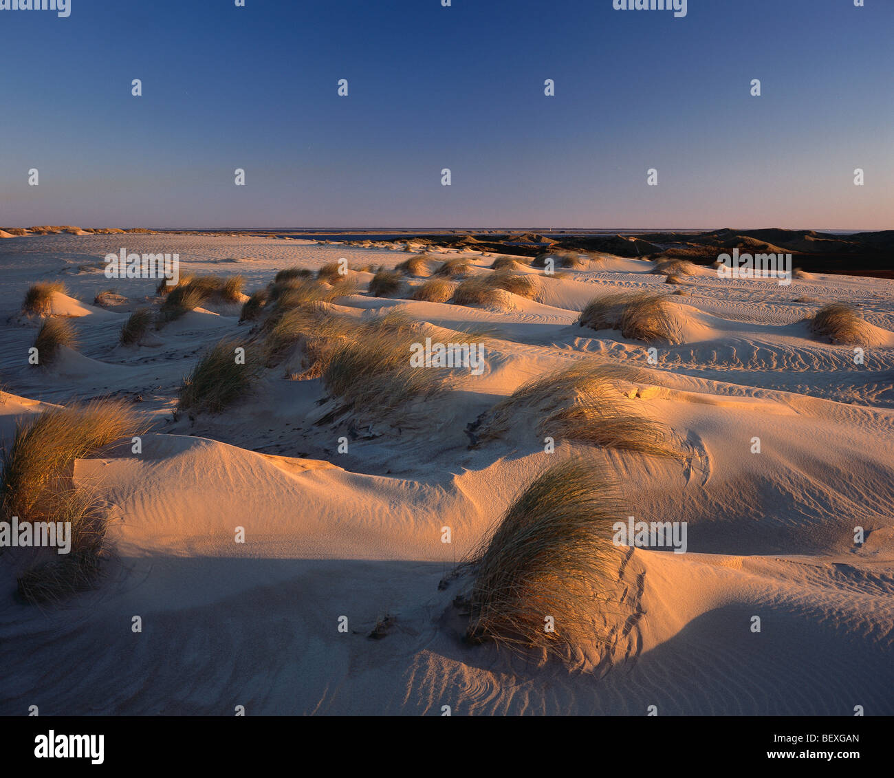 beach grass, sand dune, sylt, schleswig-holstein, germany Stock Photo -  Alamy