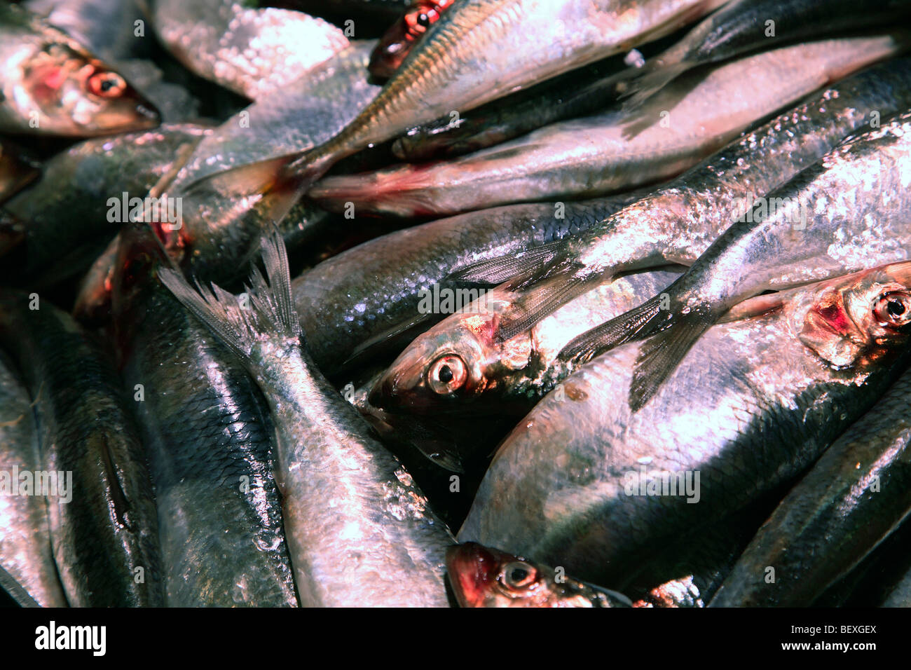fish for sale English Market Cork Stock Photo Alamy