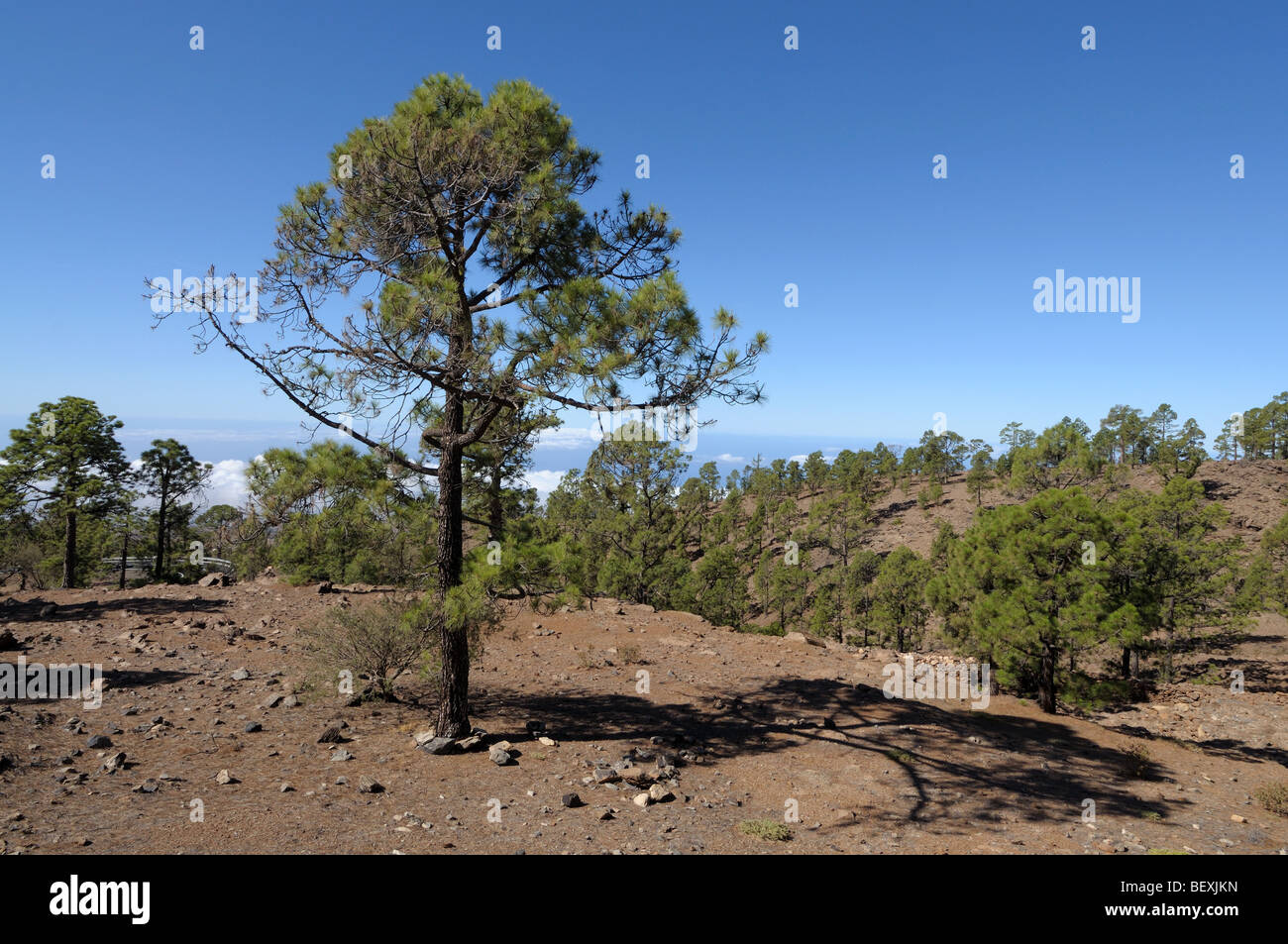 Landscape in Teide National Park. Canary Island Tenerife, Spain Stock Photo
