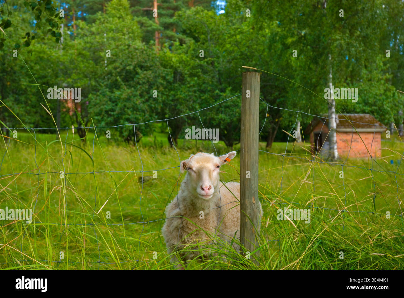 Finnish sheep hi-res stock photography and images - Alamy