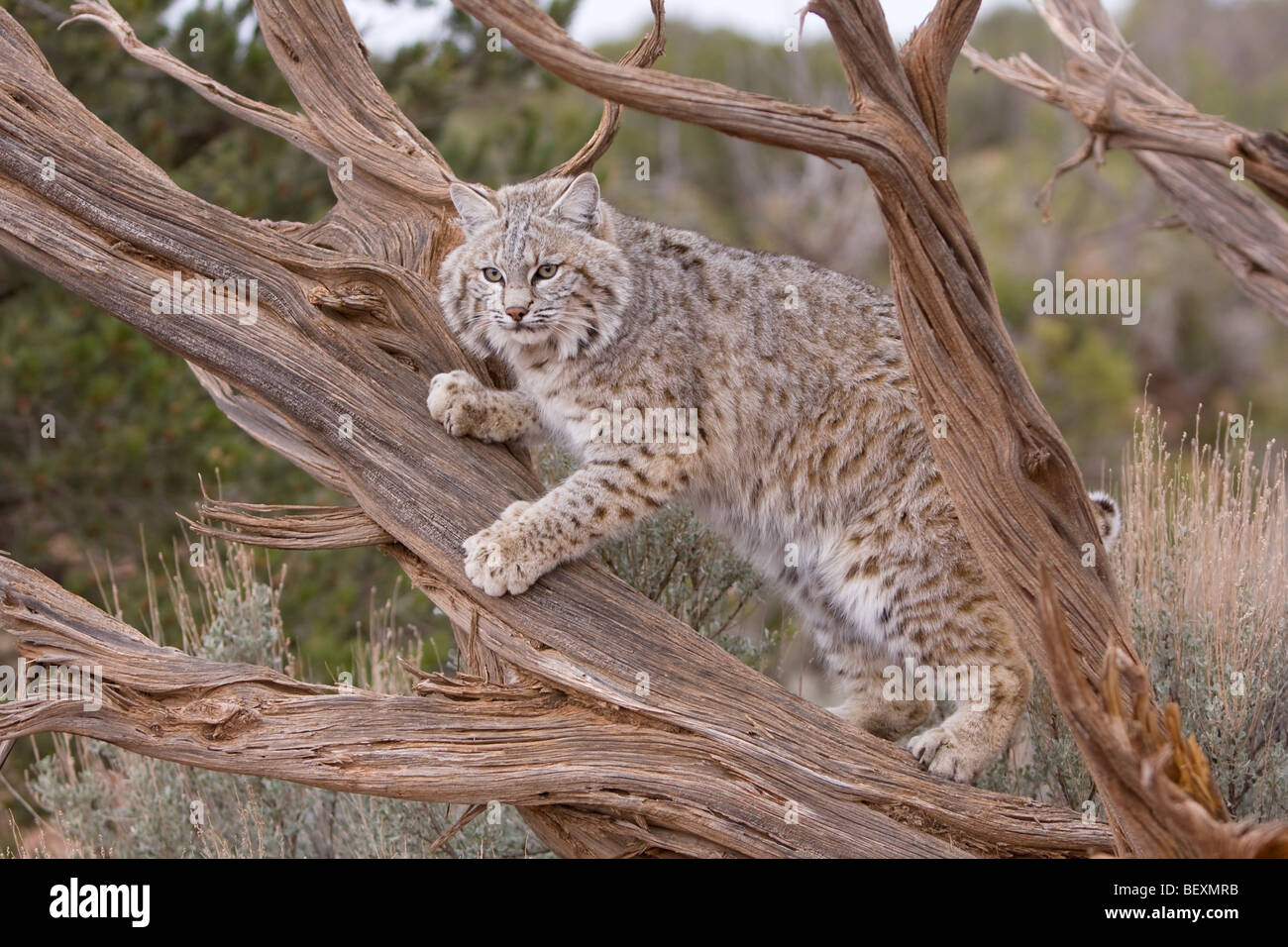 Bobcat in tree Stock Photo - Alamy