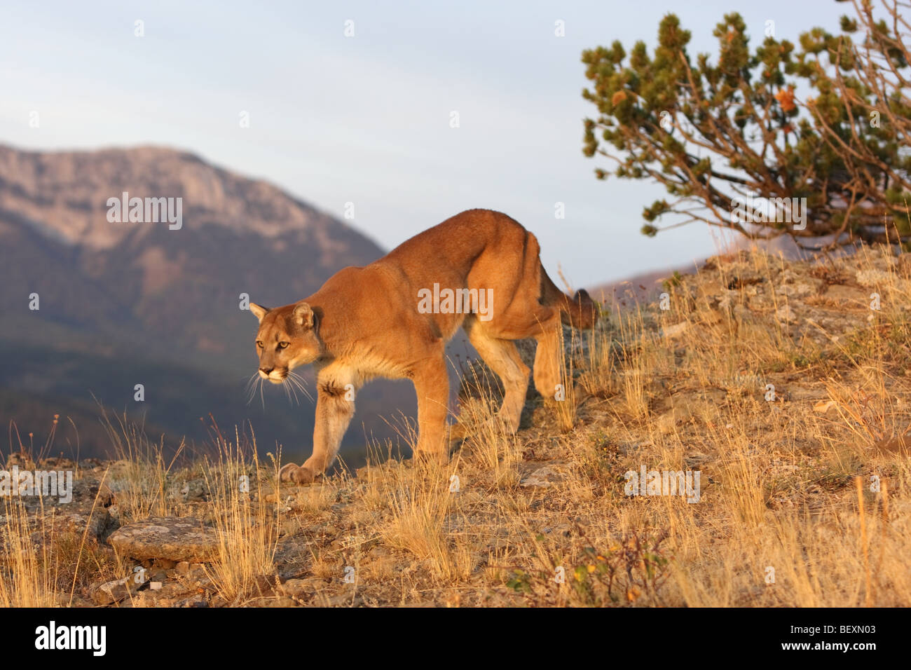 Cougar, puma, mountain lion Stock Photo - Alamy