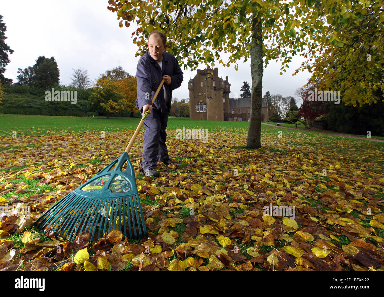 Autumnal scene as worker clears leaves from the lawn at Crathes Castle, Aberdeenshire, Scotland, UK Stock Photo