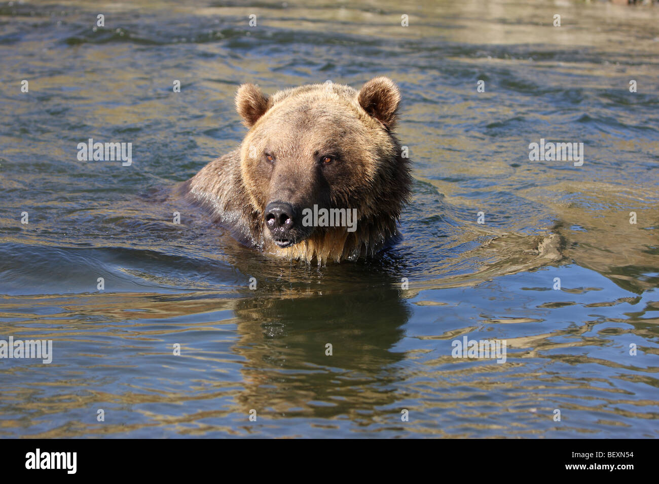 Grizzly bear, swimming in river Stock Photo