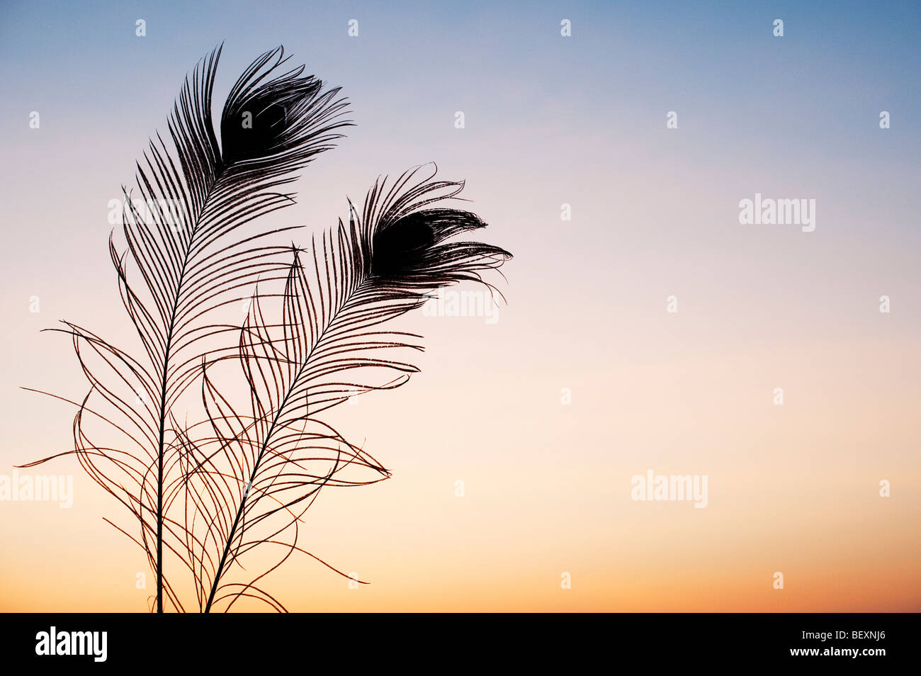 Silhouette peacock feathers against a dawn sunrise in India Stock Photo