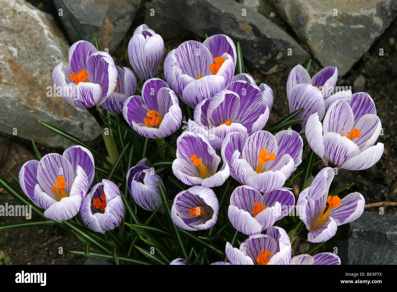 TÌNH YÊU CÂY CỎ ĐV 5 - Page 34 Crocus-hybridus-pickwick-BEXP7X