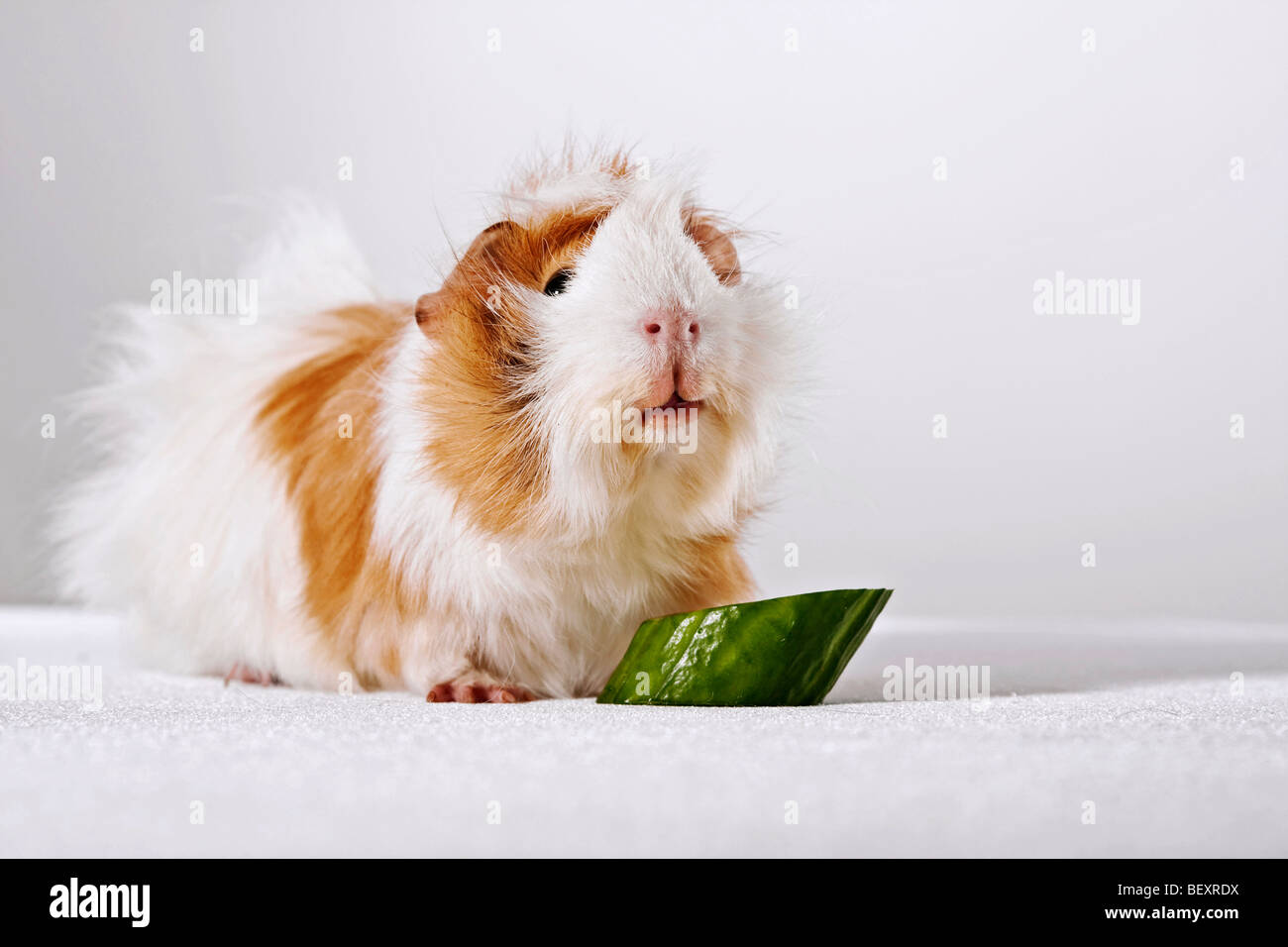 Picture of guinea pig is eating cucumber, studio Stock Photo - Alamy
