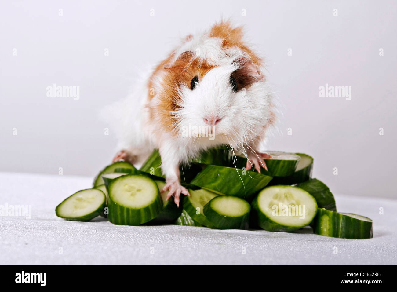guinea pig sitting on a hill of cucumber pieces Stock Photo