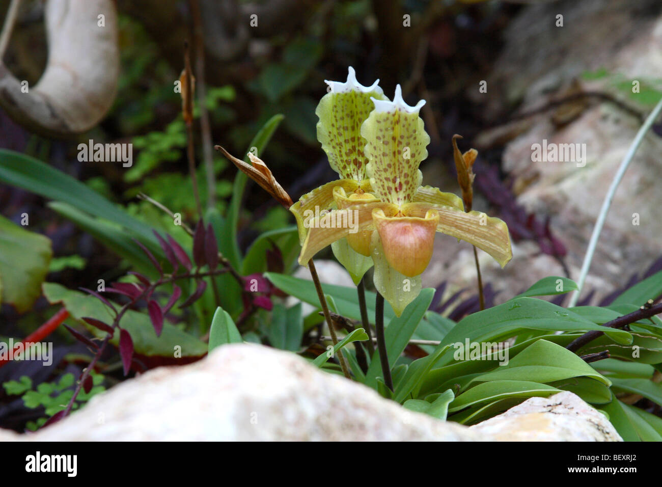 Orchidea - Paphiopedilum insigne Stock Photo