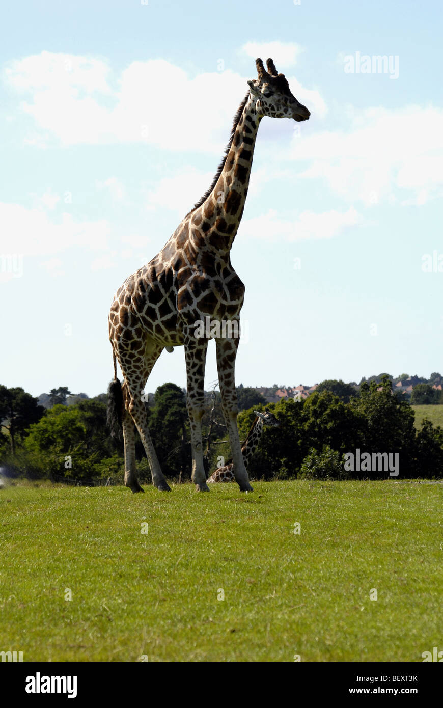 Giraffes giraffa camelopardalis fauna grassland herbivores herbivore horizontal history hires
