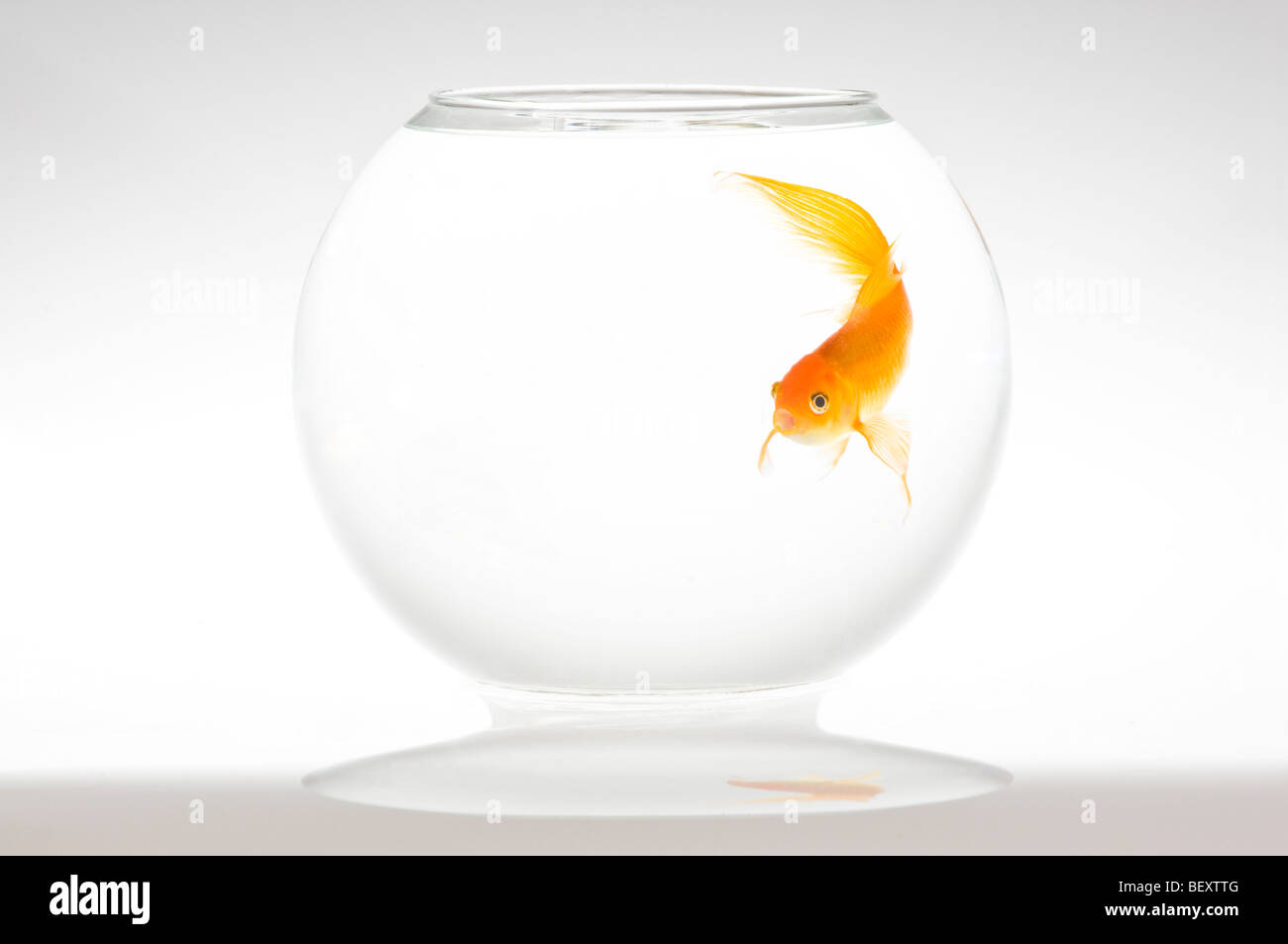 A single fantail goldfish (Carassius auratus) in a bowl. Stock Photo