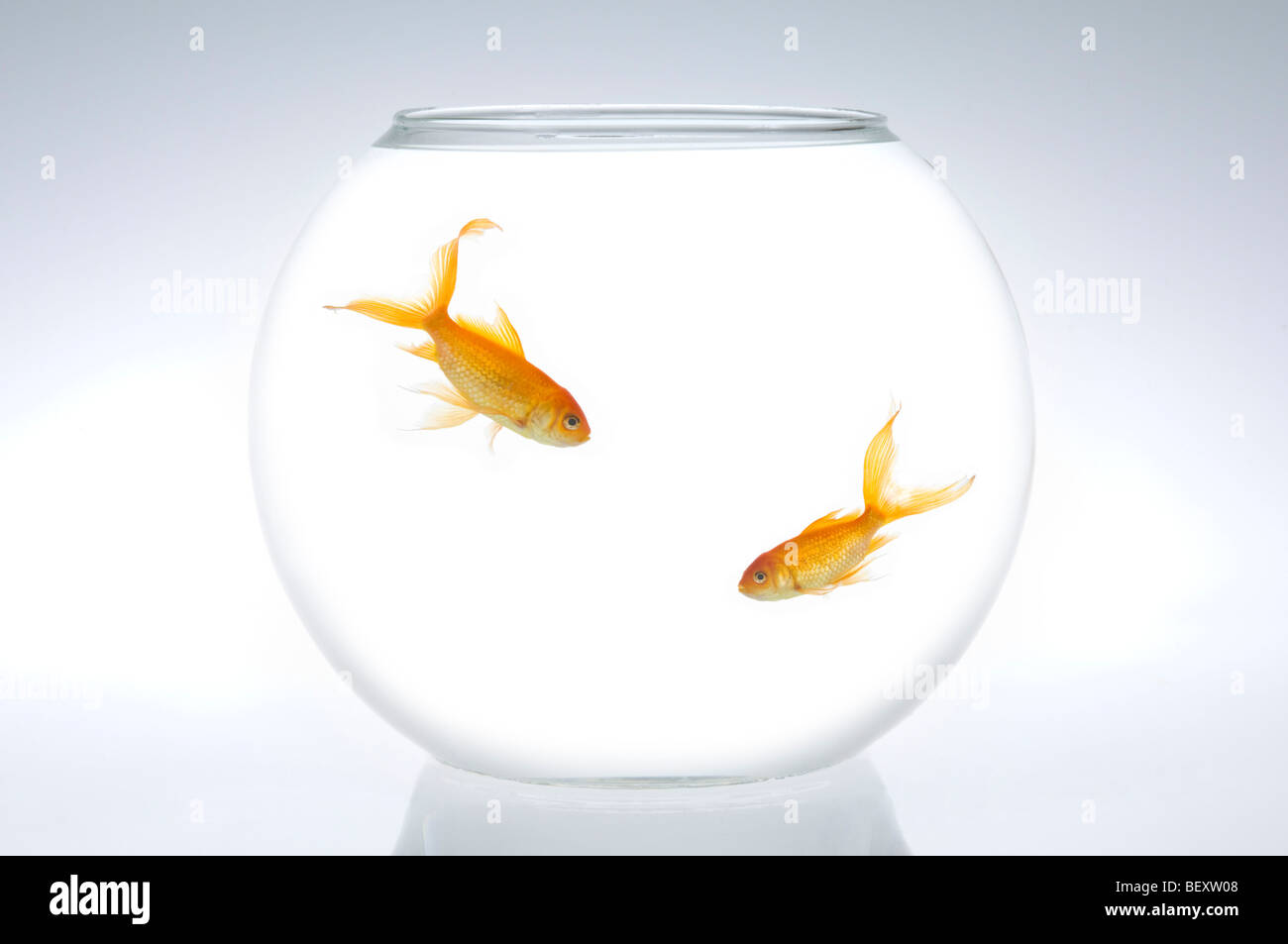 Two fantail goldfish (Carassius auratus) in a bowl. Stock Photo