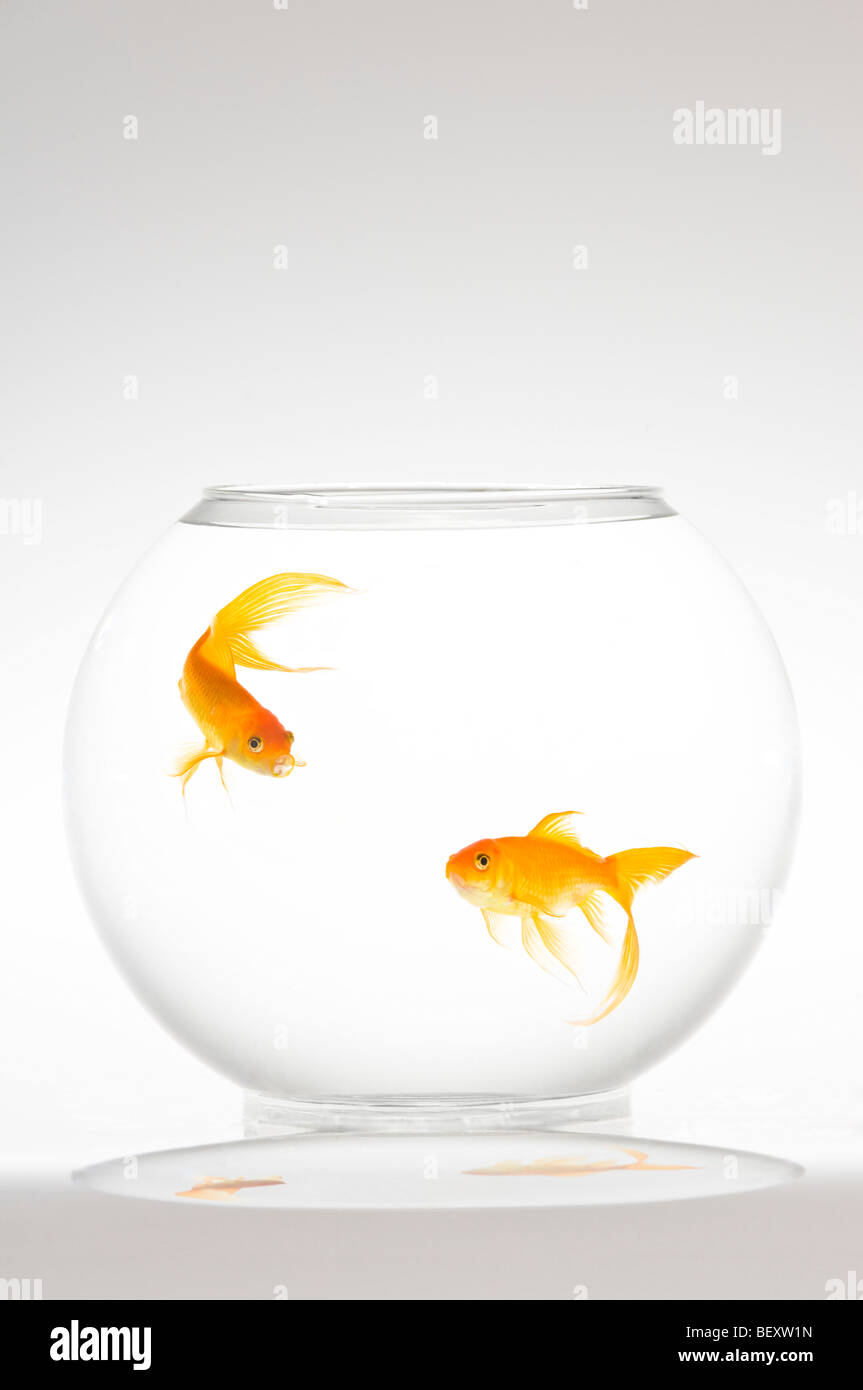 Two fantail goldfish (Carassius auratus) in a bowl. Stock Photo