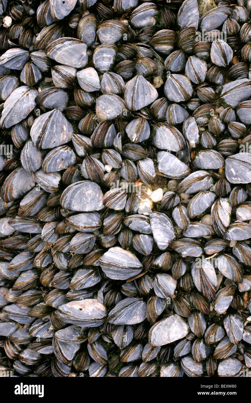 Common mussels (Mytilus edulis) exposed at low tide, UK Stock Photo Alamy