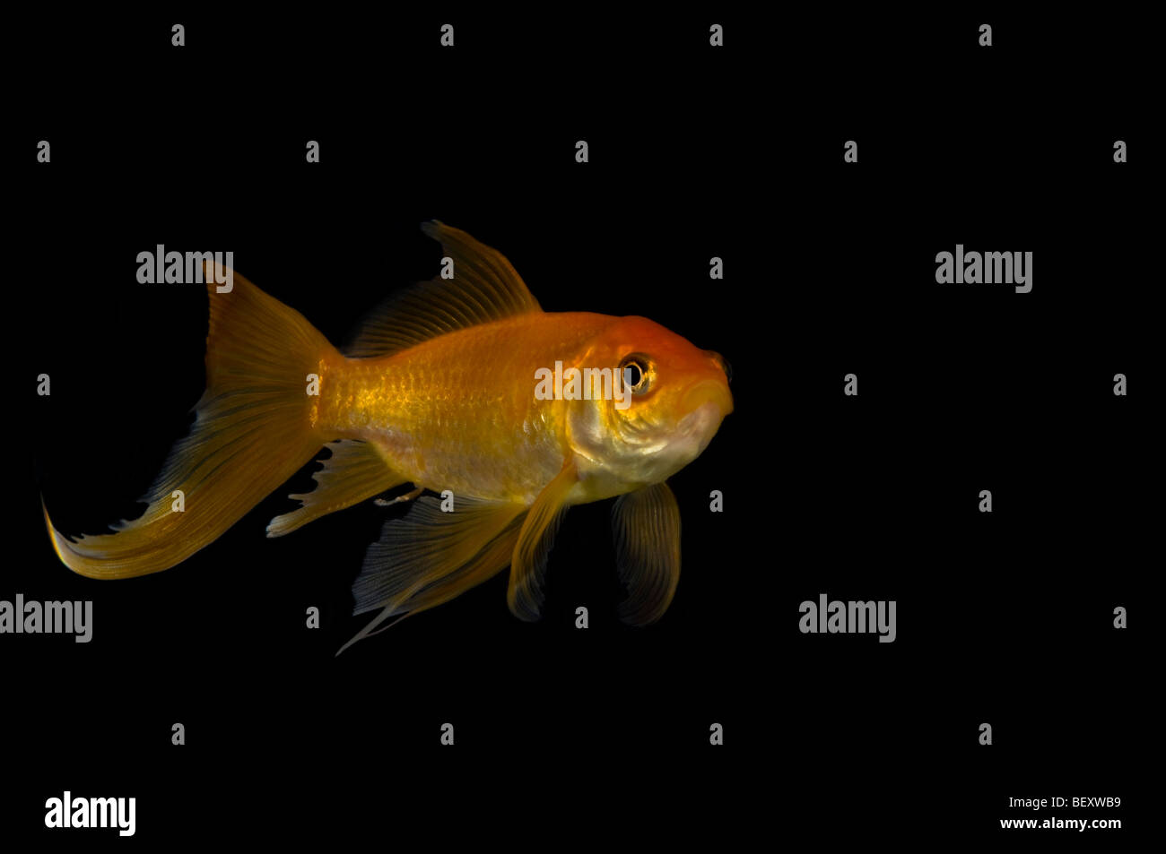 Close up of a single fantail goldfish (Carassius auratus) against a black background. Stock Photo