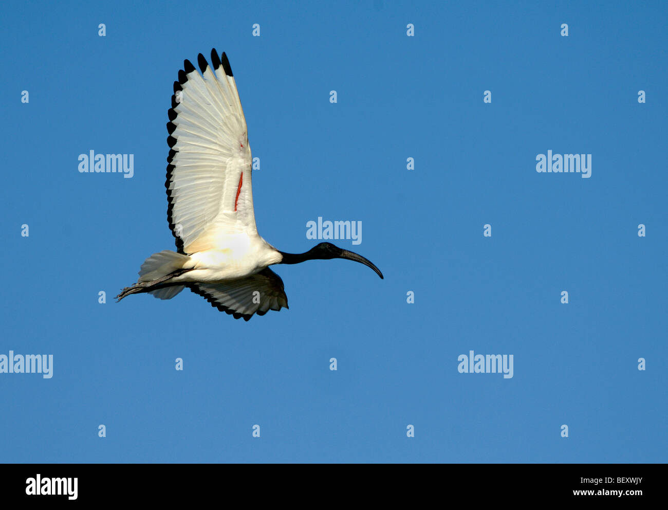 Sacred Ibis (Threskiornis aethiopicus) Flying Overhead Camargue France Stock Photo