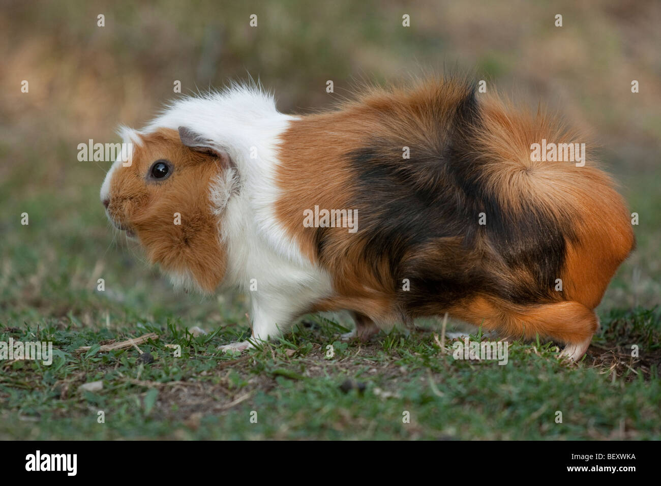 a threecoloured guinea pig outside Stock Photo Alamy