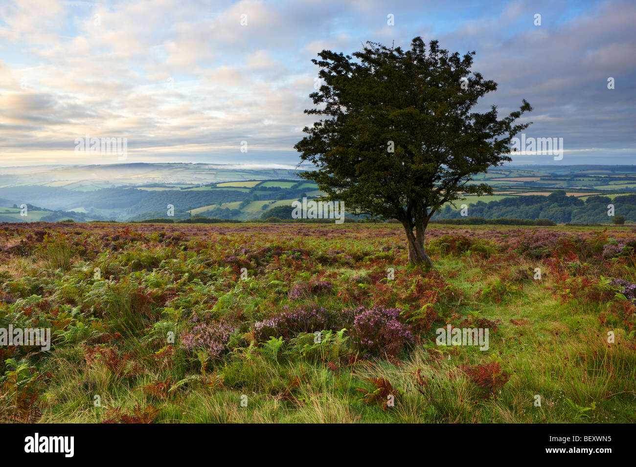 View from Dunkery Hill overlooking Exmoor National Park. Stock Photo