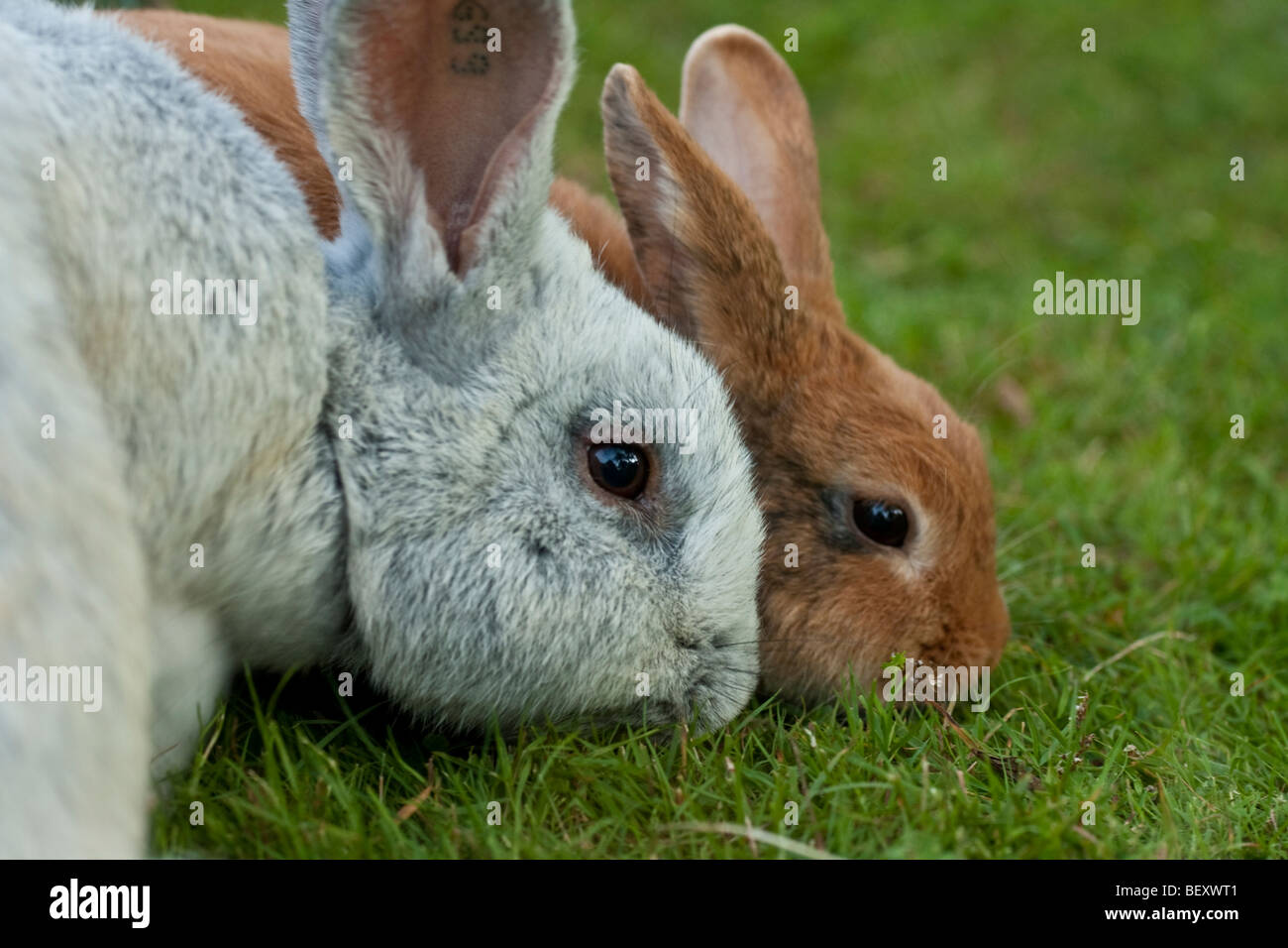 two rabbits eating gras Stock Photo Alamy