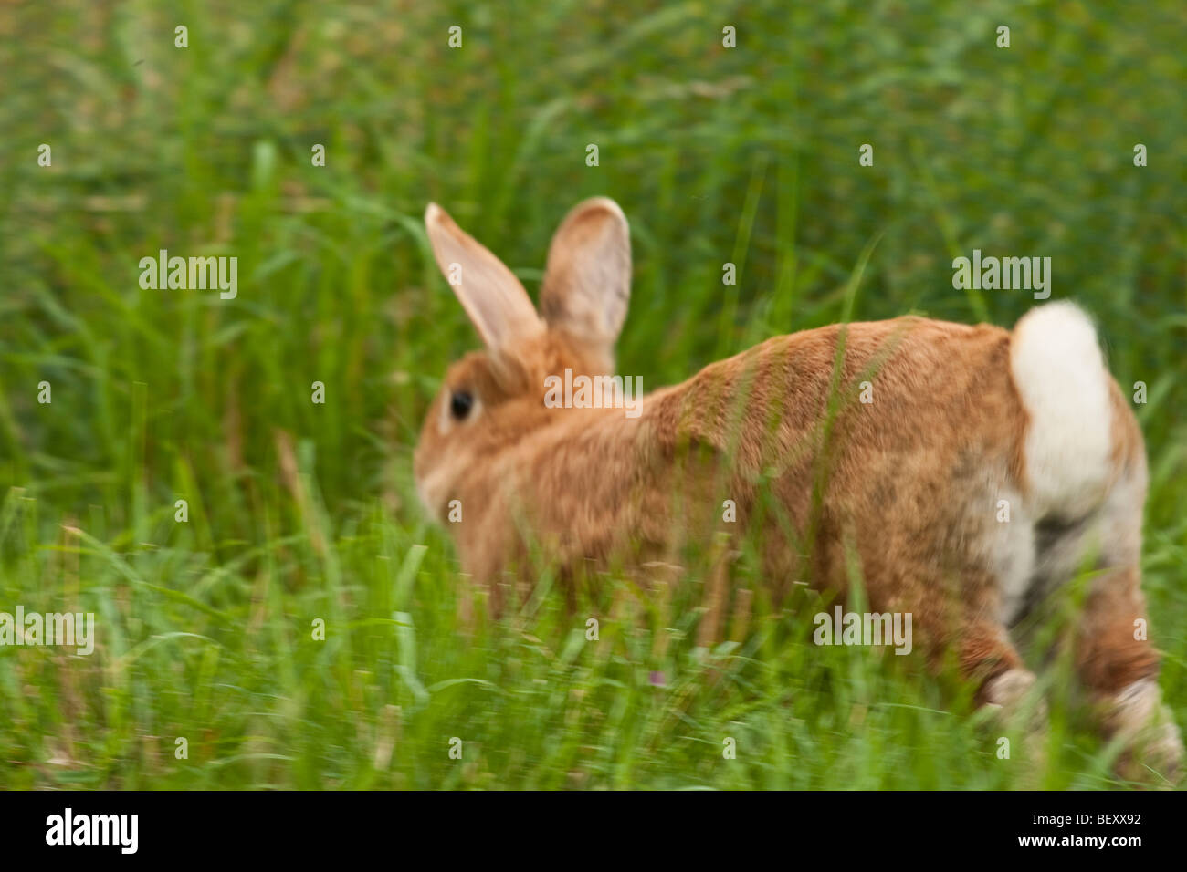 Rabbit Running Stock Photos & Rabbit Running Stock Images Alamy