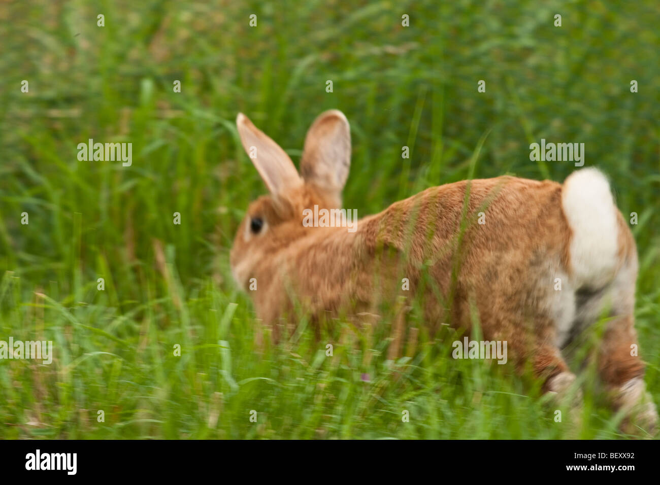 dwarf rabbit is running away, outside Stock Photo