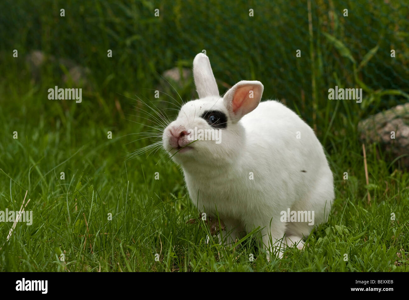 Dwarf rabbit hires stock photography and images Alamy