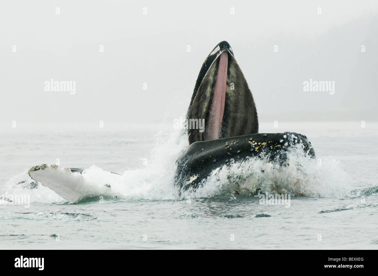 Humpback Whale (Megaptera novaeangliae) Bubble-net feeding, Chatham Strait, SE Alaska Stock Photo
