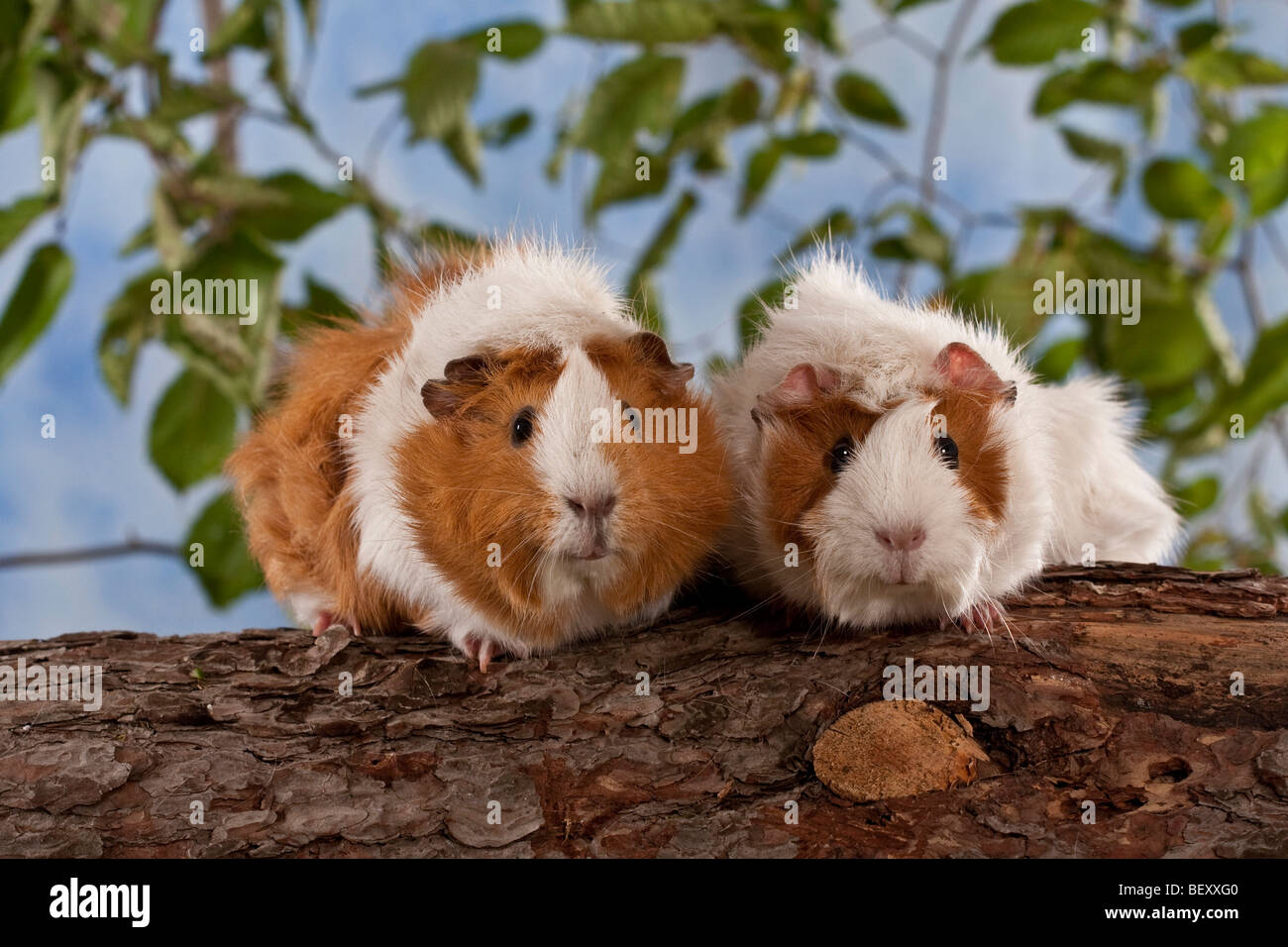 two guinea pigs are sitting on a tree trunk, studio Stock Photo Alamy